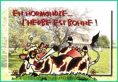 Vache normande.jpg