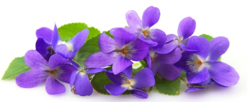 violette 2.jpg