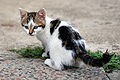Chaton.jpg