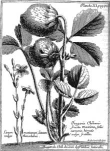 Fragaria Chiloensis.jpg