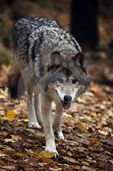 LOUP AFFAME.jpg