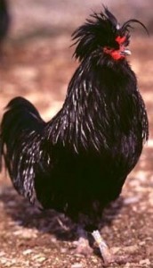 poule-Crevecoeur_2544263-M-172x300.jpg