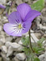 VIOLETTE 2.jpg