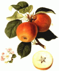 LA POMME 3.jpg