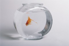 POISSON ROUGE.jpg