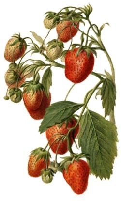 Fraise.jpg