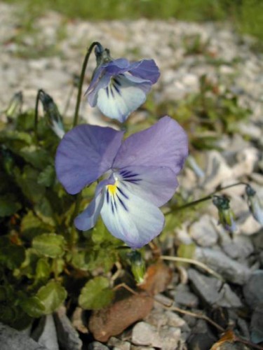 VIOLETTE DE ROUEN.jpg
