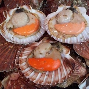 COQUILLES.jpg